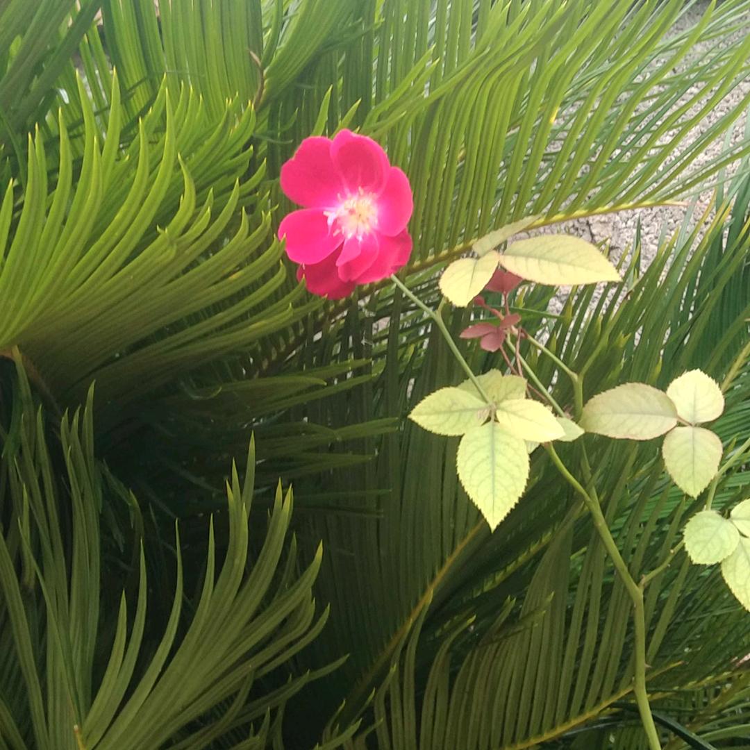 开心过好每一天🌹🌹🌹🌹