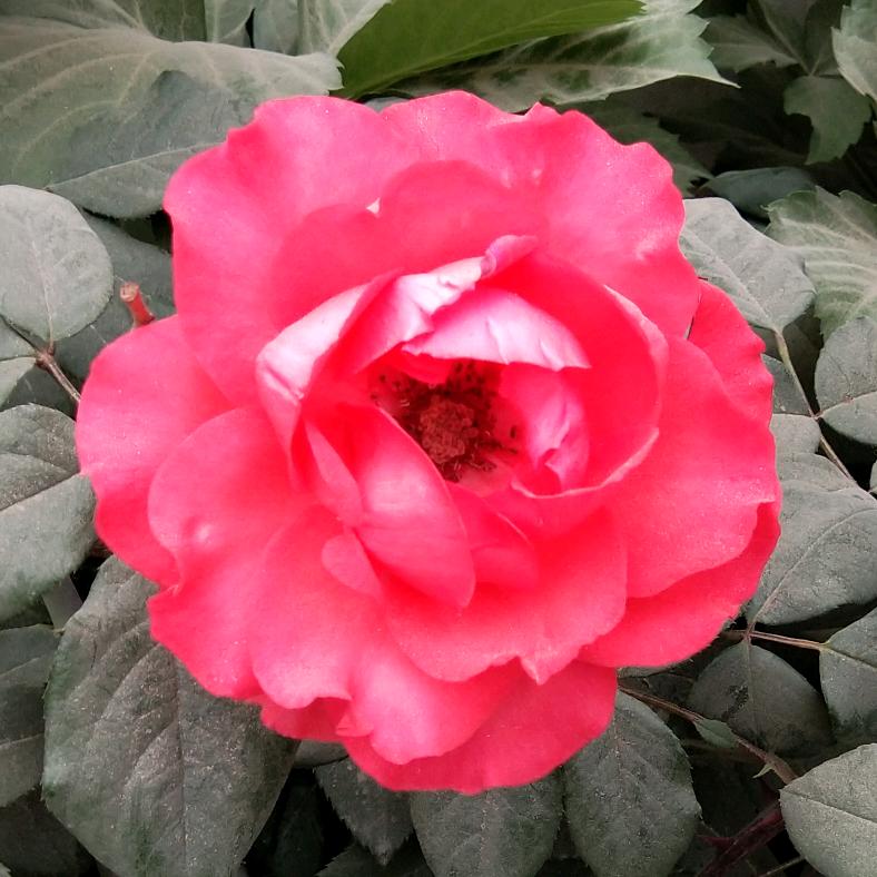 新疆和田买买提