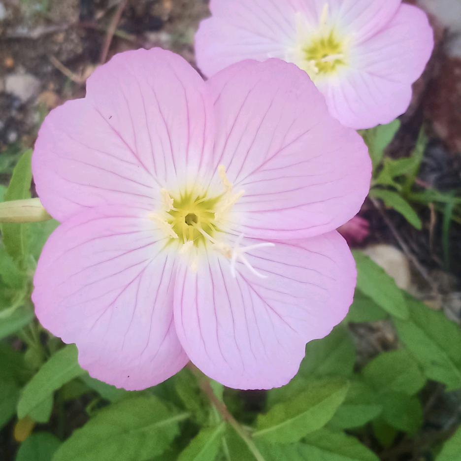 廖家小姐(拒绝连赞)