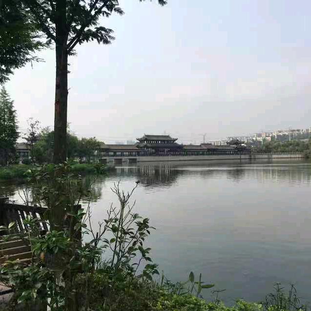 有情岁月