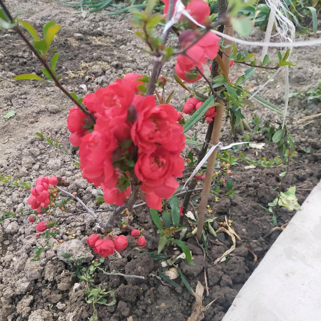 ♥️🎶(>自再<)☸♥️