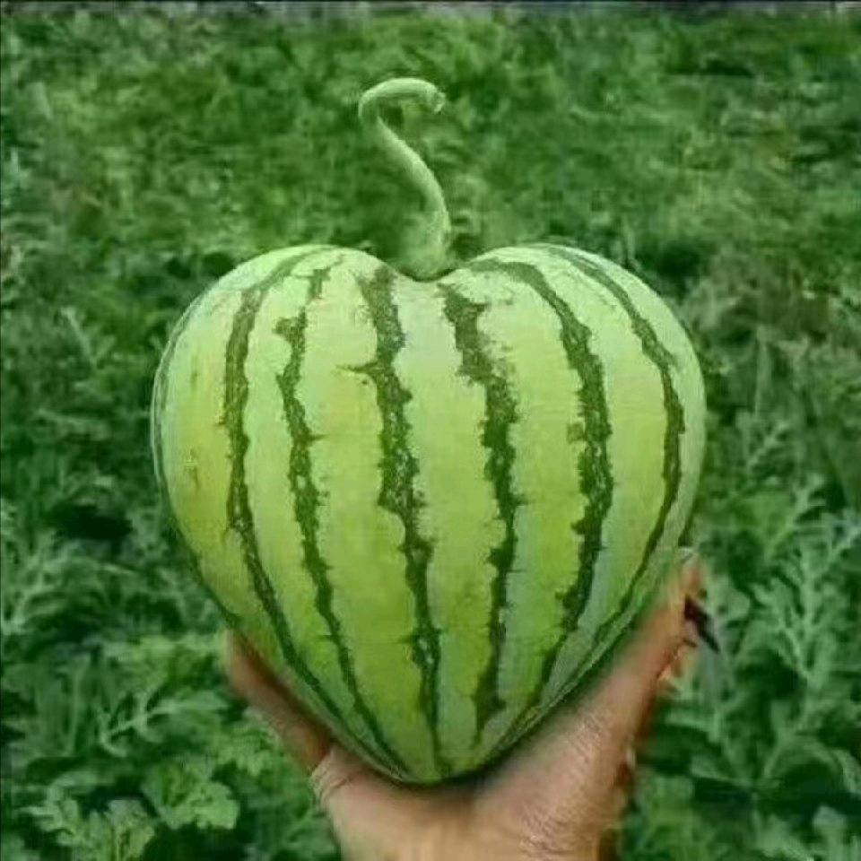 <王二果业〉精品瓜果
