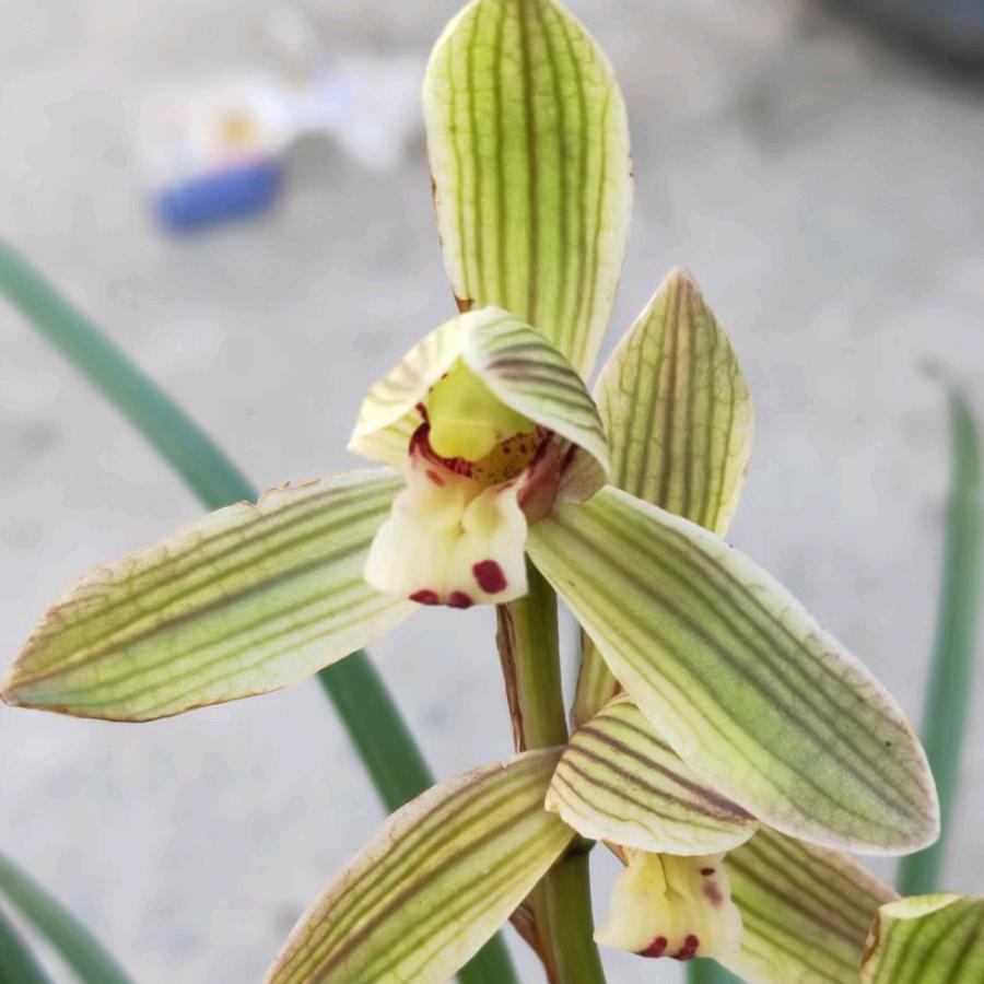 爱玩兰小花