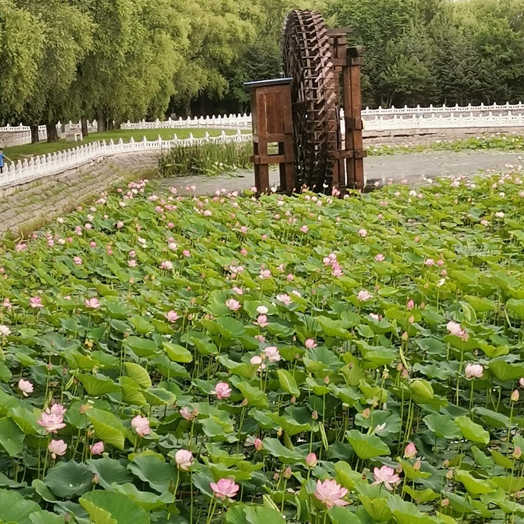 向阳花
