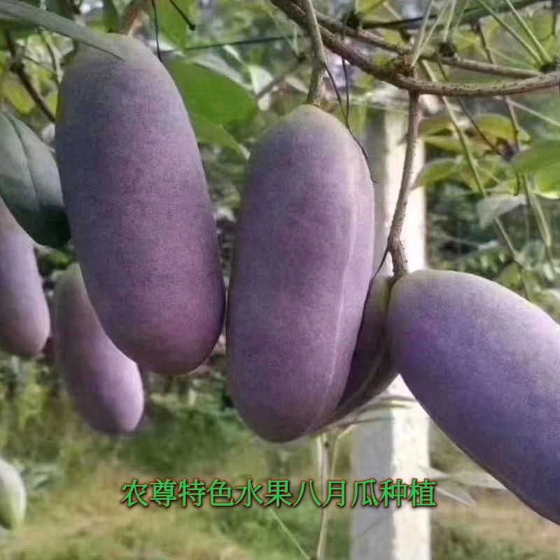 剑哥