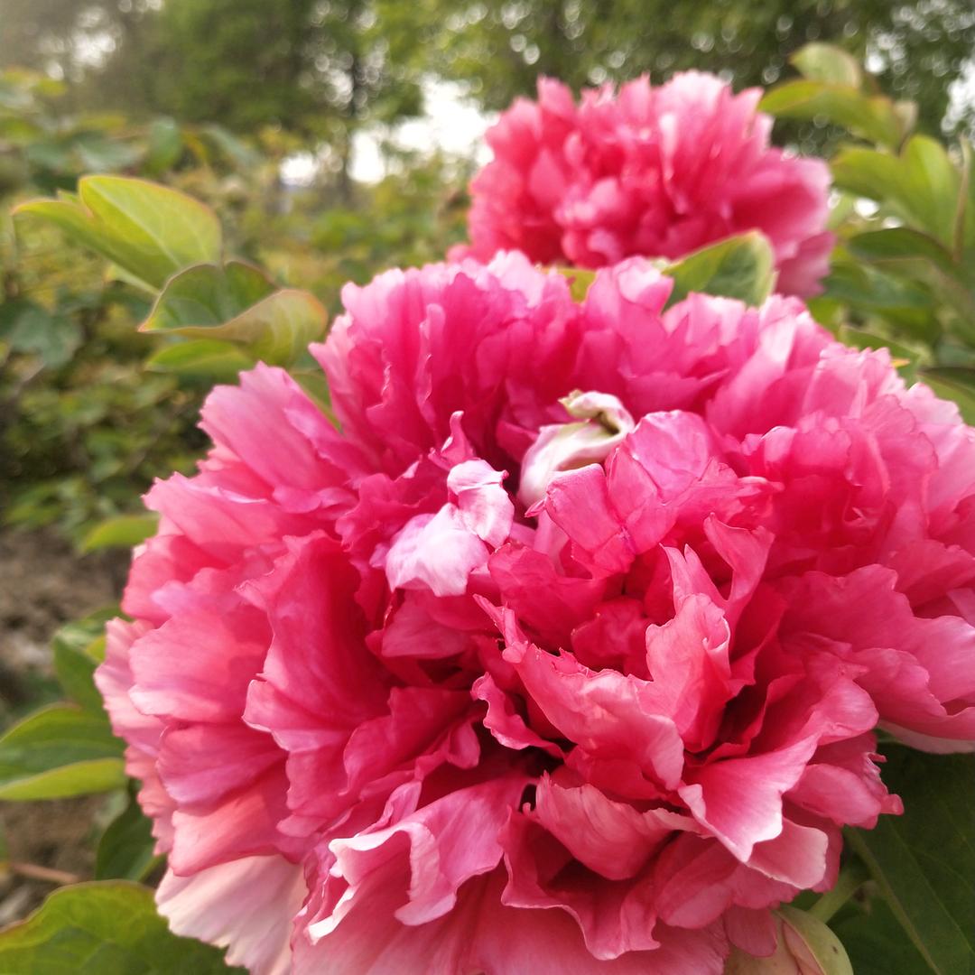 菏泽墨子牡丹,芍药