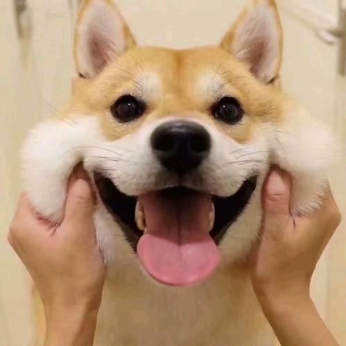 发现老婆是百合含泪切掉和她过上幸福生活