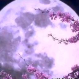 紫慧