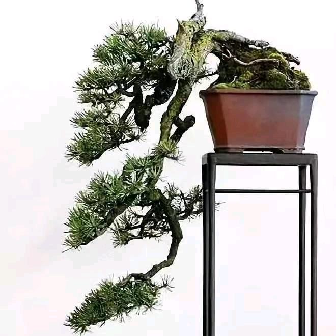 江苏萃聚园林景观有限公司