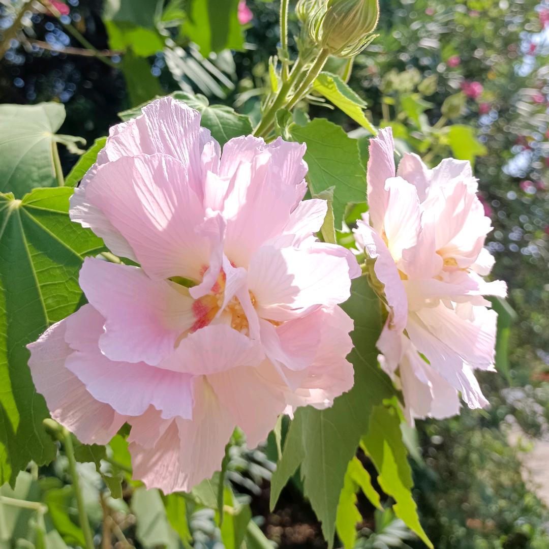 丁香