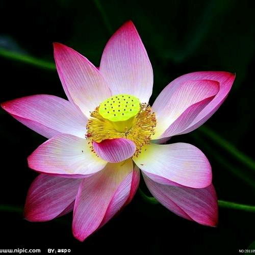 AAA 面料批发 河姐🌹