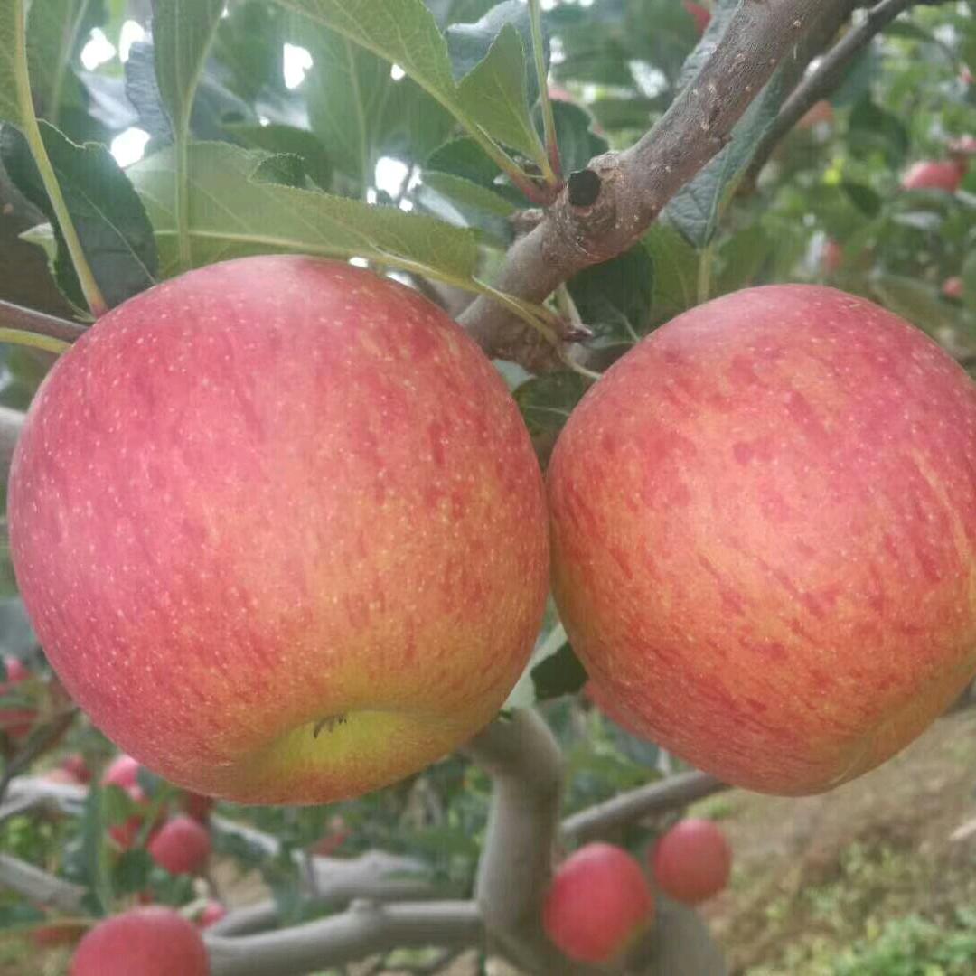 风雨同舟✪ω✪