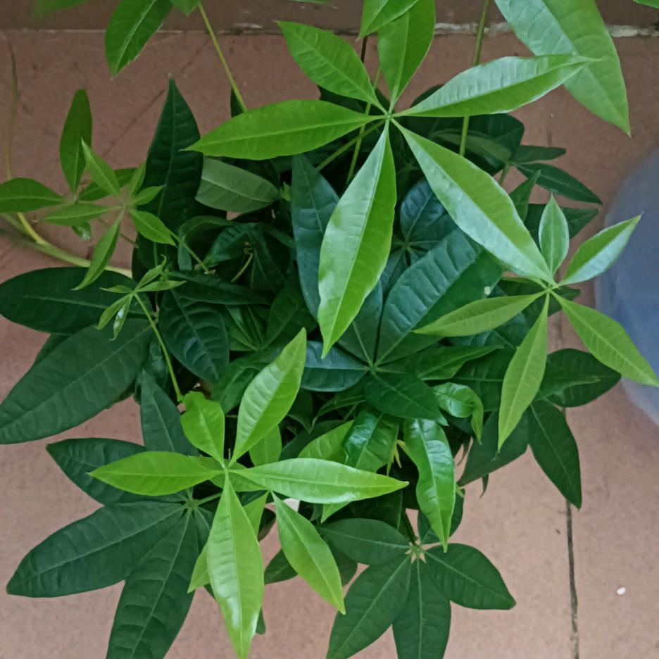 寂寞的人听着伤心的歌