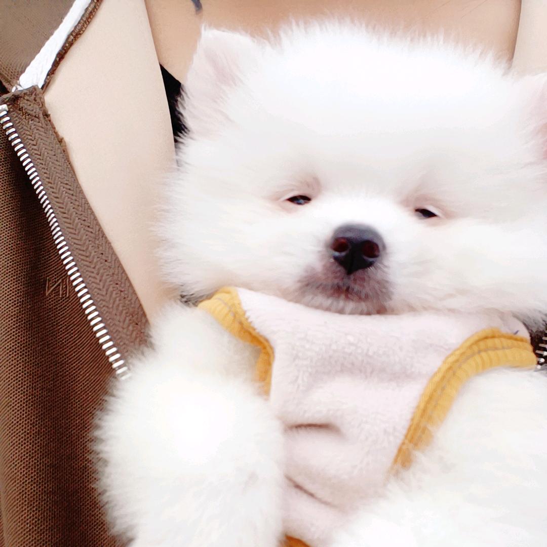 我的四宝