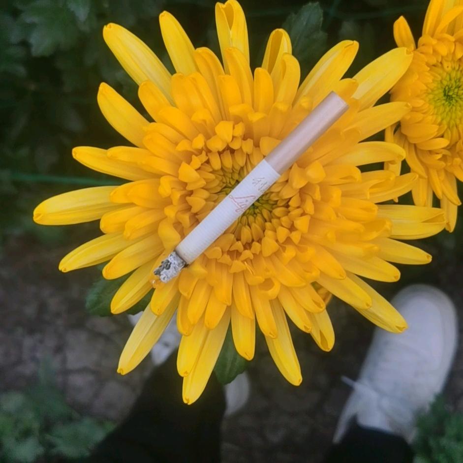 南洋有好花