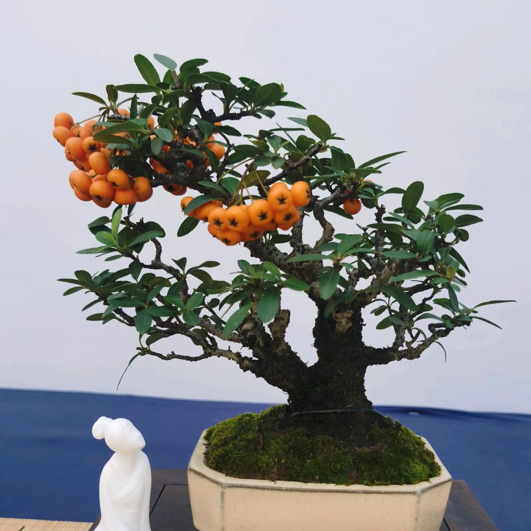 艺林北美冬青 蝴蝶兰基地