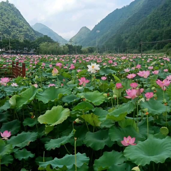 🕊余💞ꦿ生᭄᭄٭随心ᩚꦿ