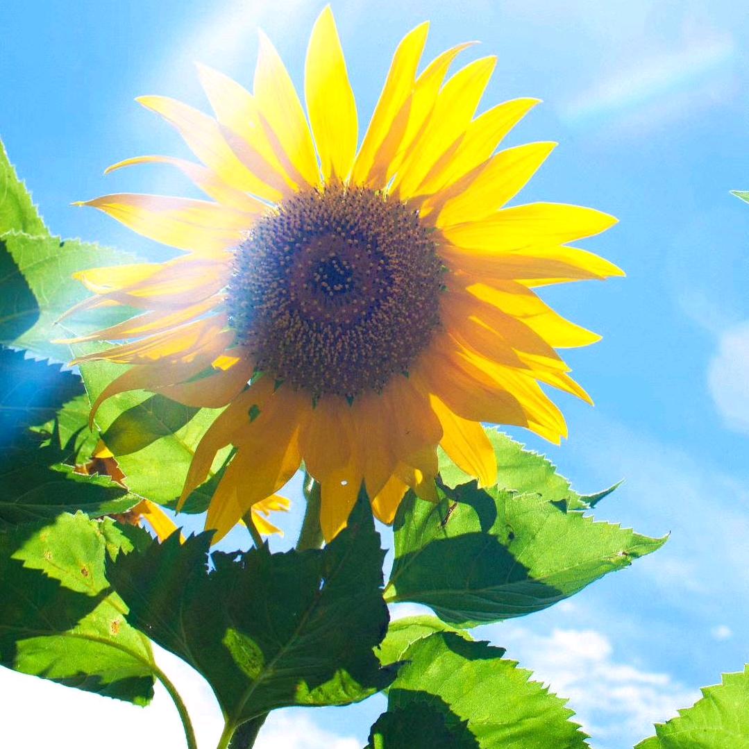 晓春🌻🌻🌻