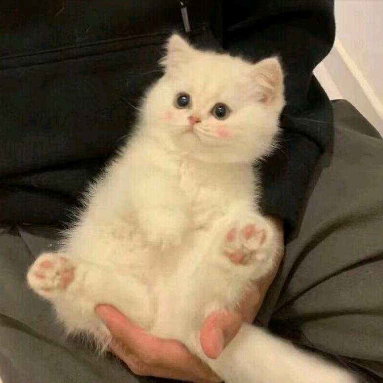 青槐