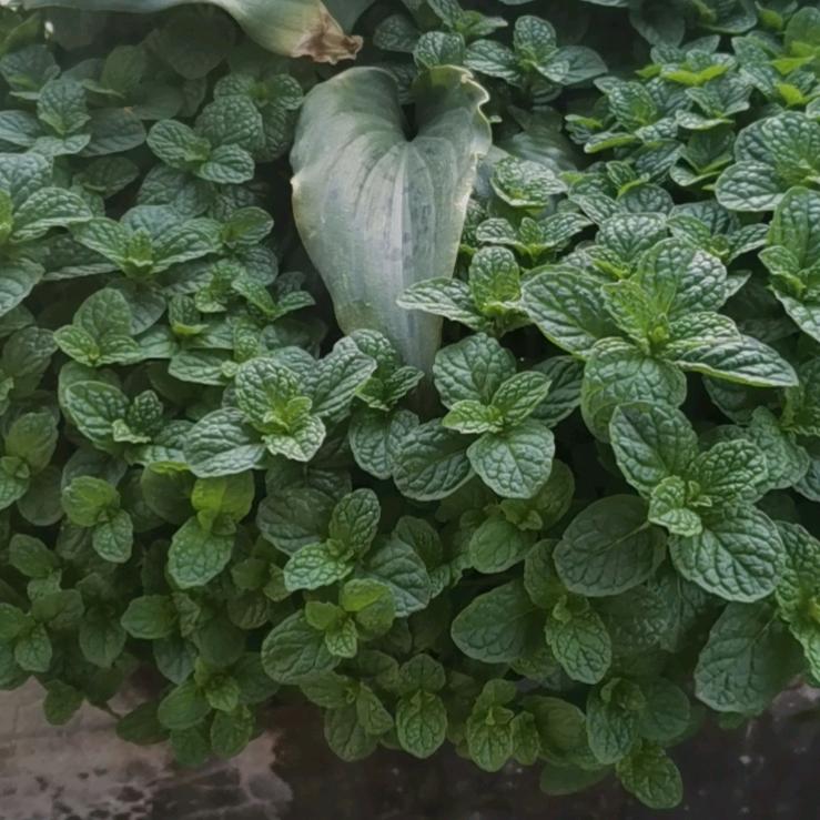 阿波豆腐（凌晨三点）