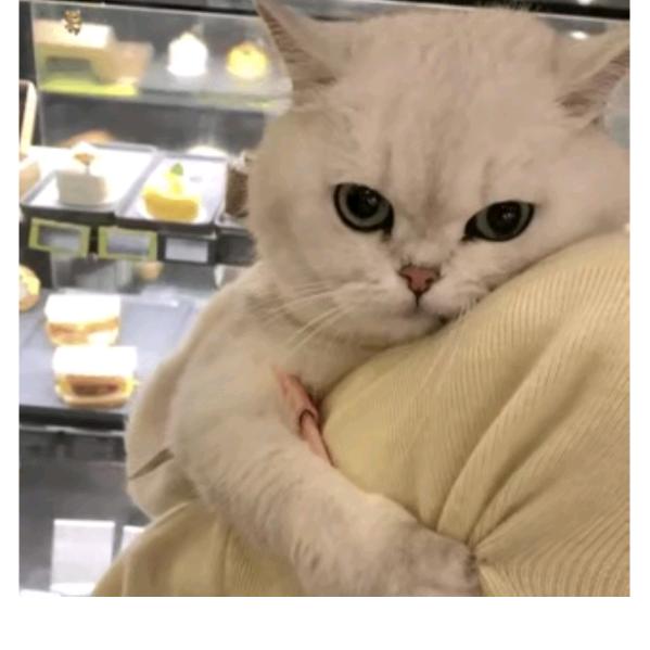猫猫。