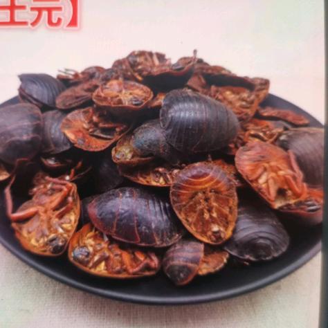 土元养殖