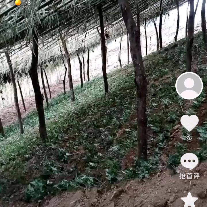 中药材种植