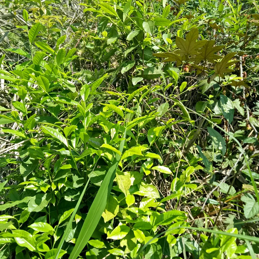 野山乌龙茶
