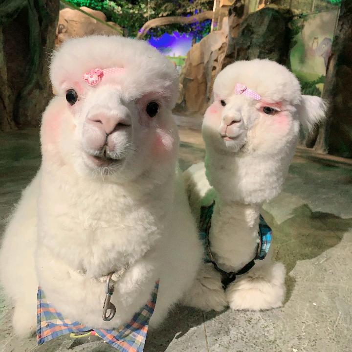 cutezoo城市动物园
