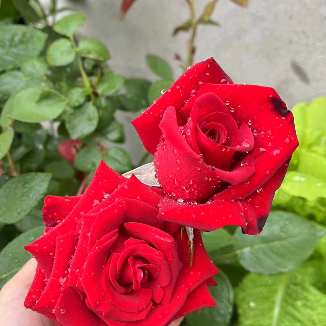 开心每一天雨露*姐