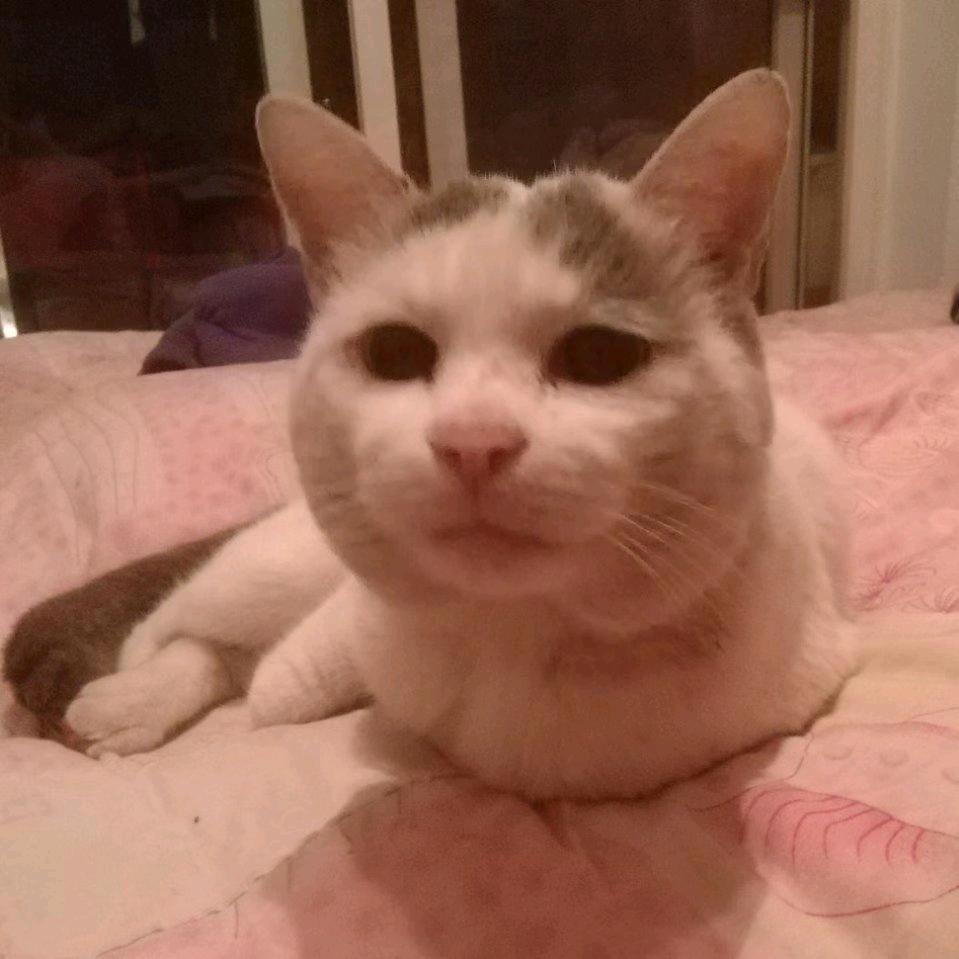 猫猫姐姐