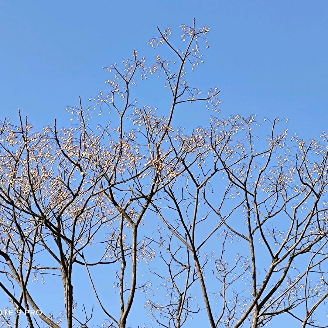 桃花心木