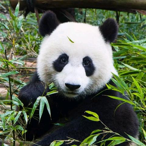 新旧能