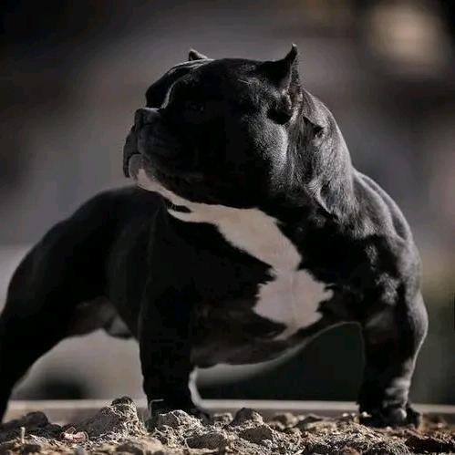 【K·F】恶霸犬舍