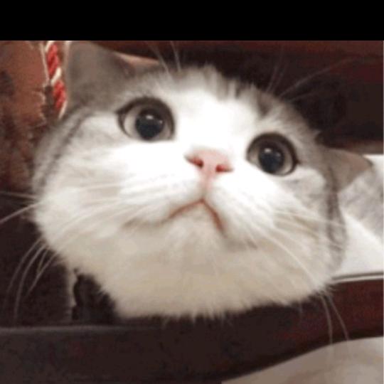小莲莲丶