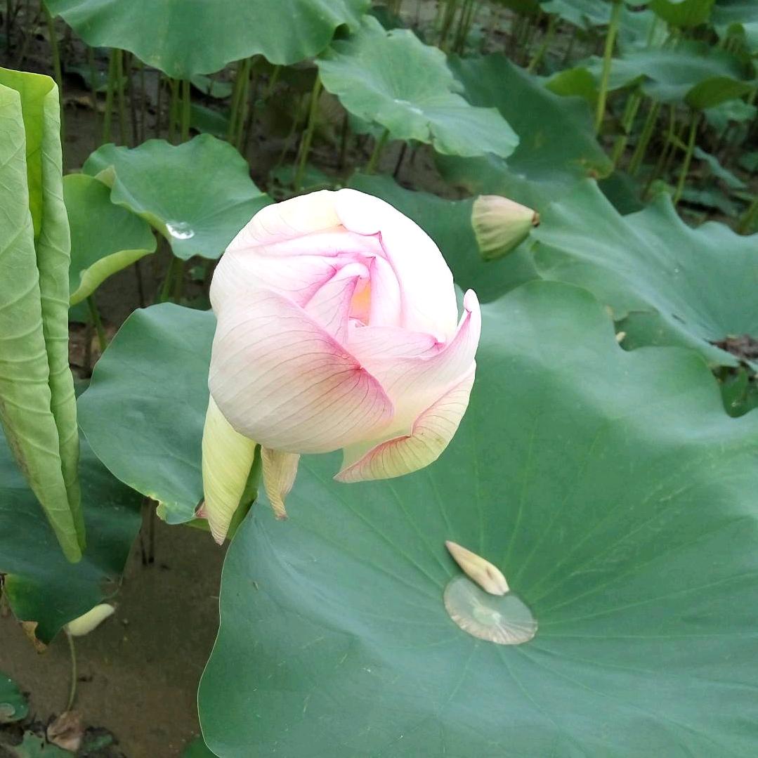 “给力”