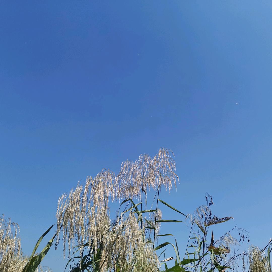 清香溢远大队长