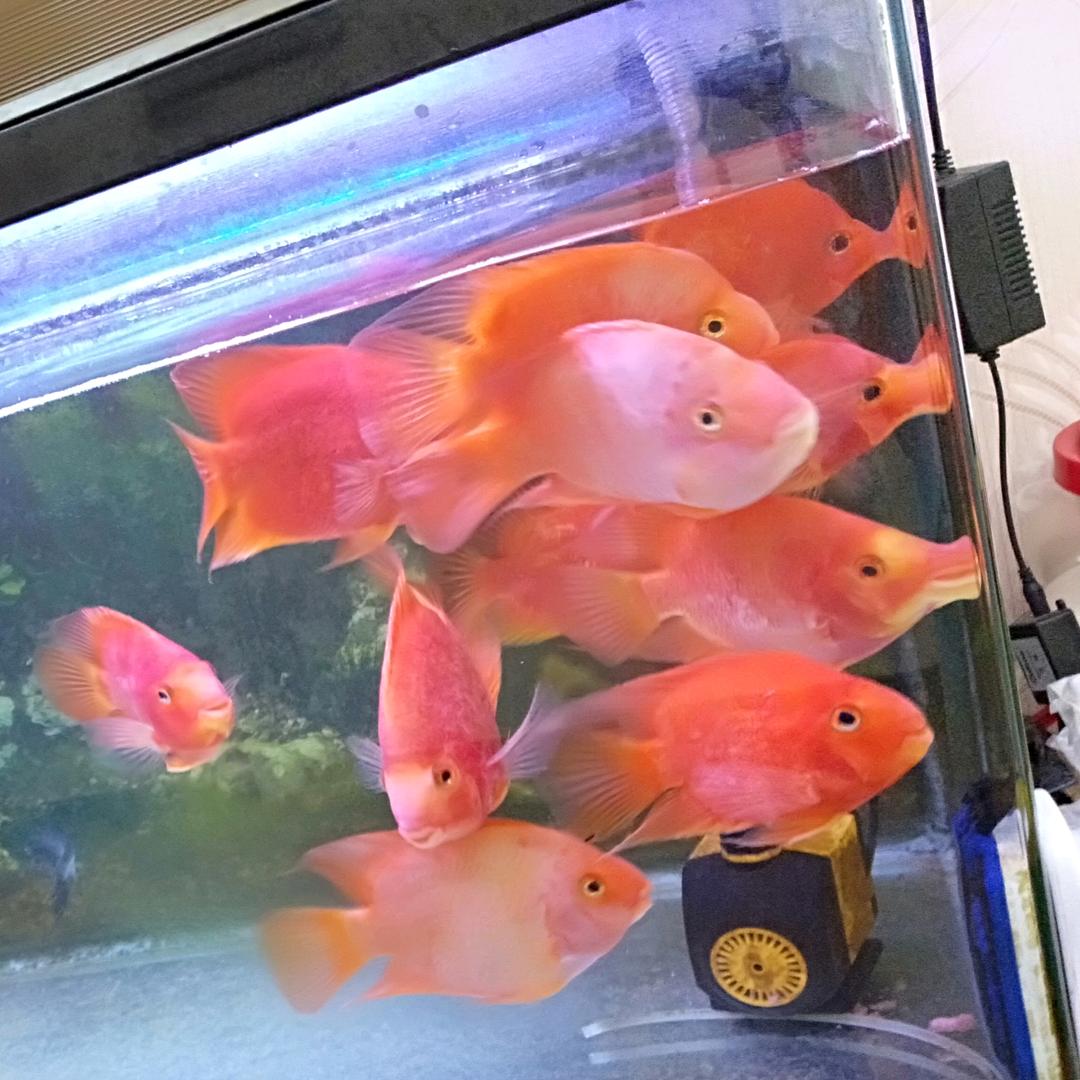 秦家老四