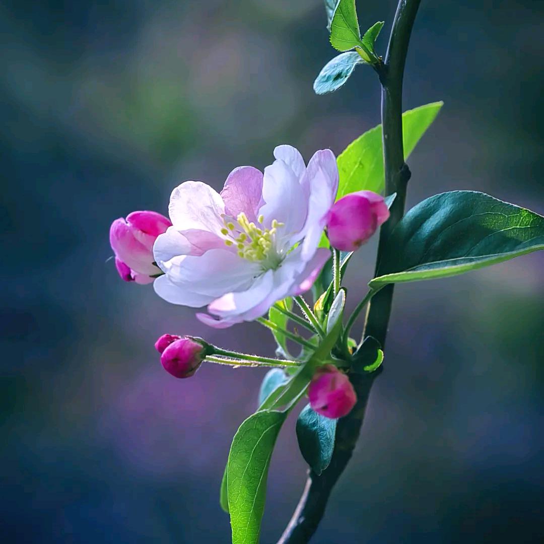 雾里看花