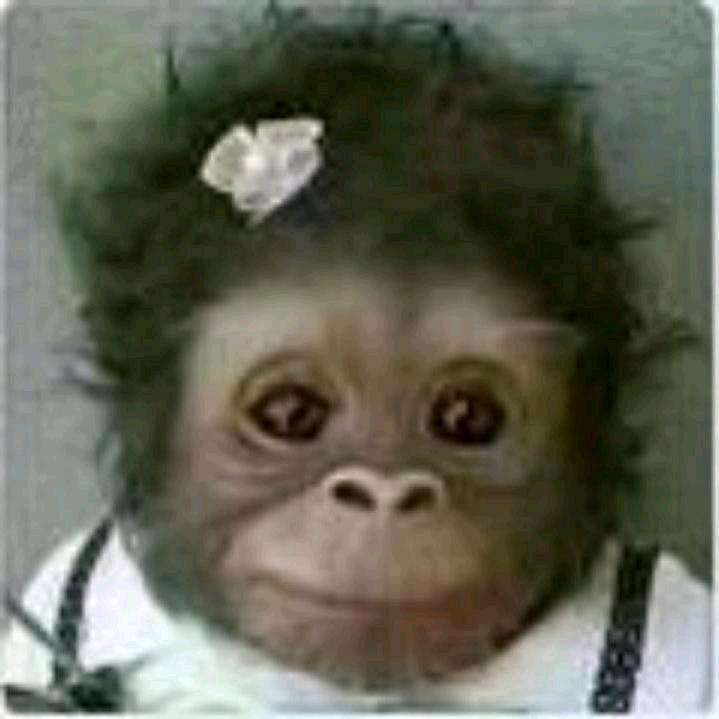 孤独与烈酒