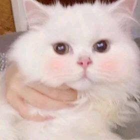 顺子.