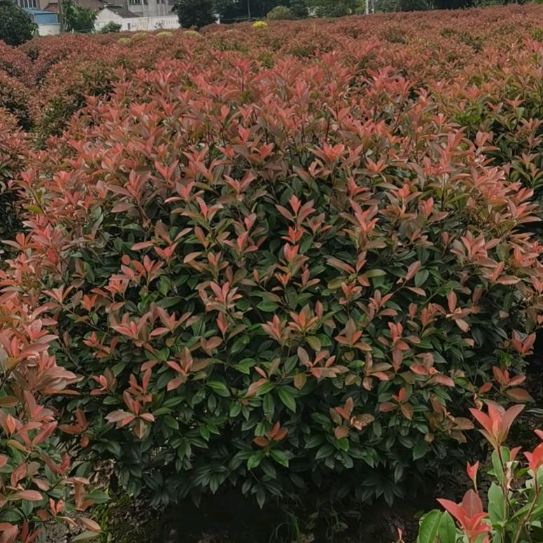 沭阳锦带园林绿化工程有限公司