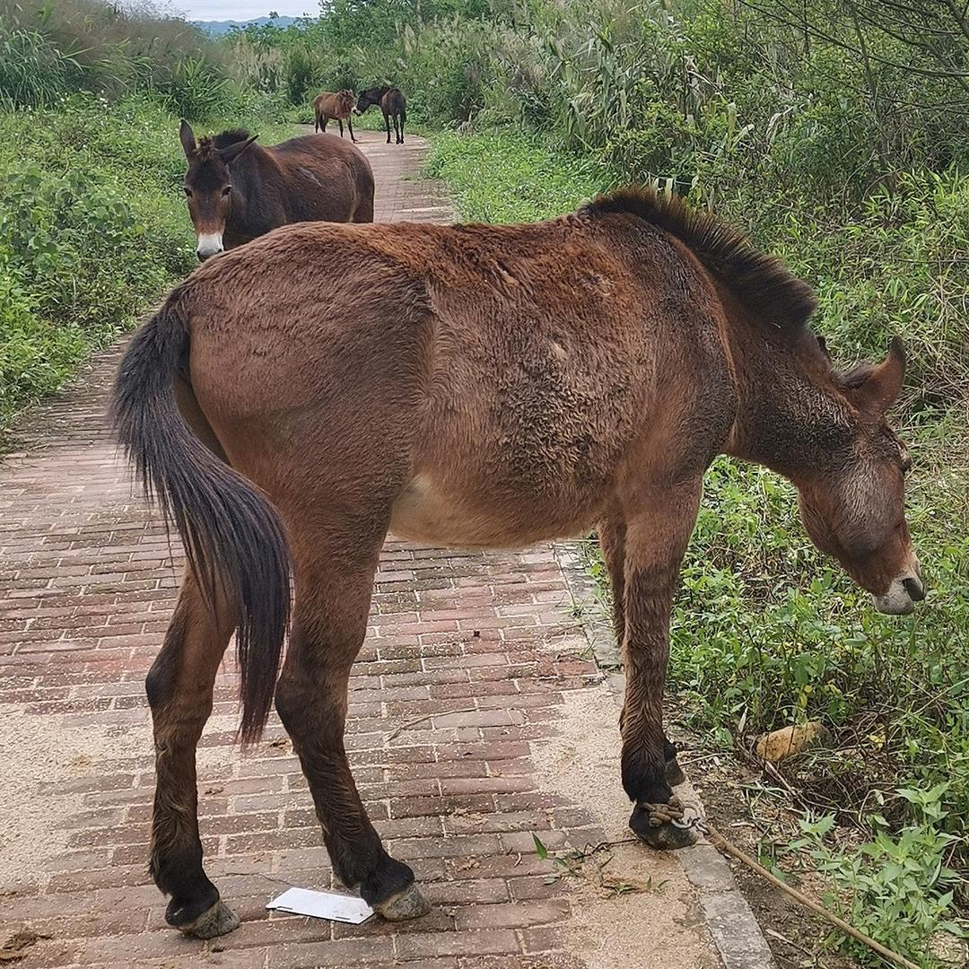 小陈骡马运输+无人机吊运