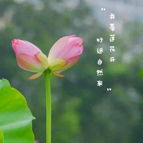 适者生存（金金金）