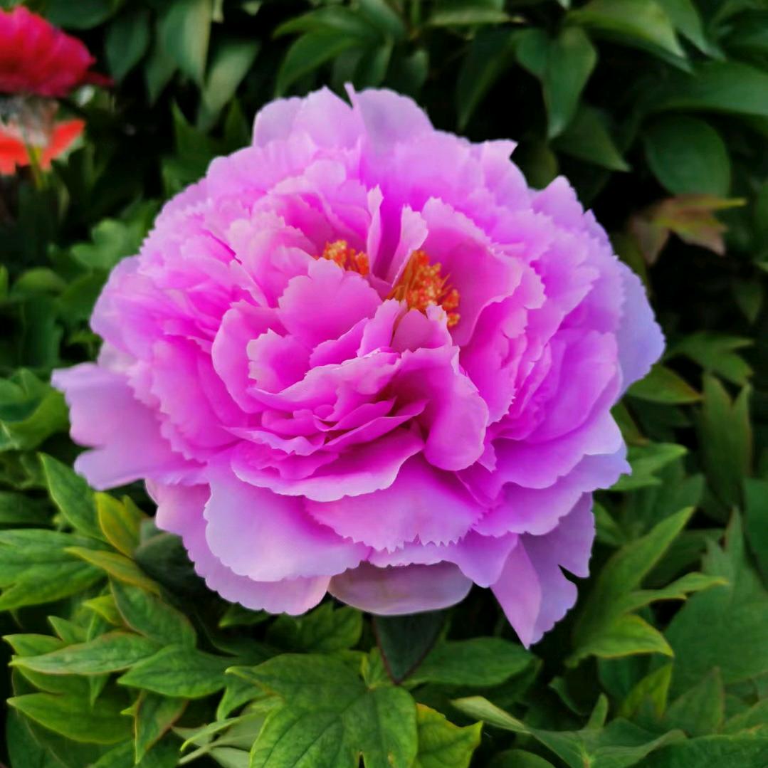 花一世缘