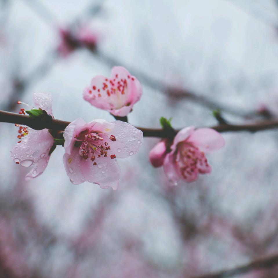 韩诗