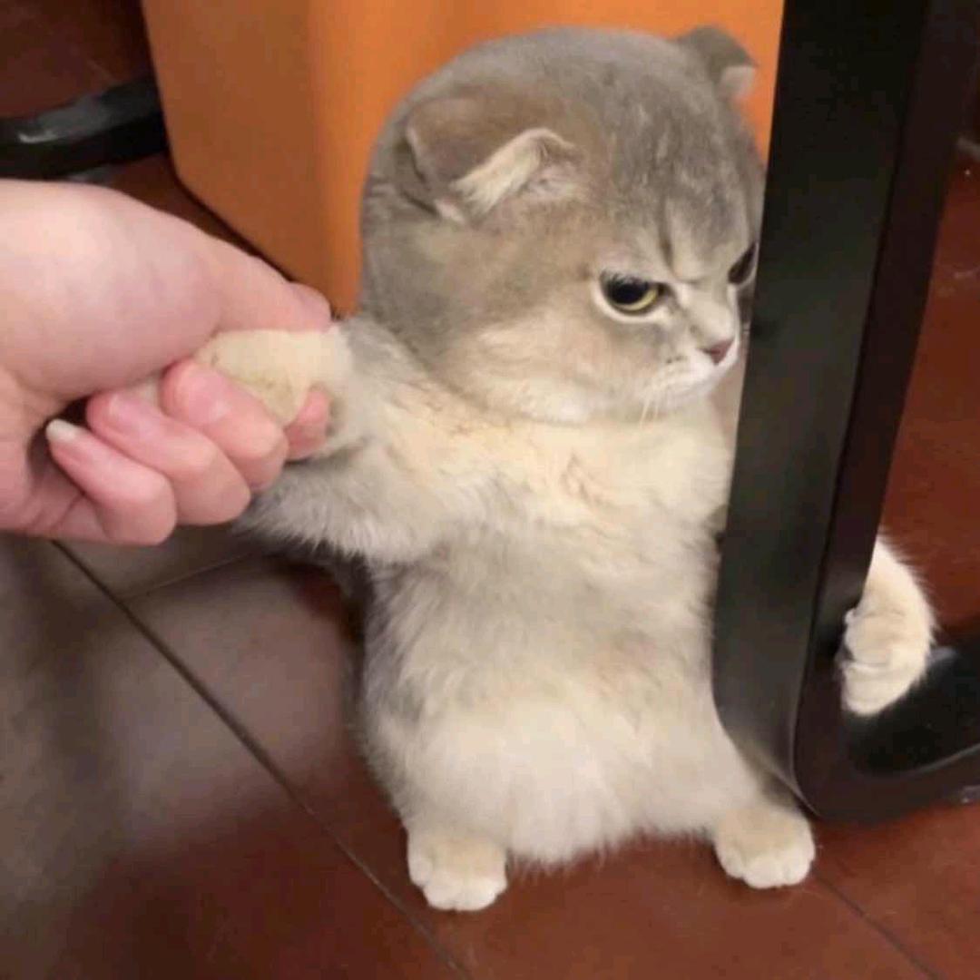 小安安
