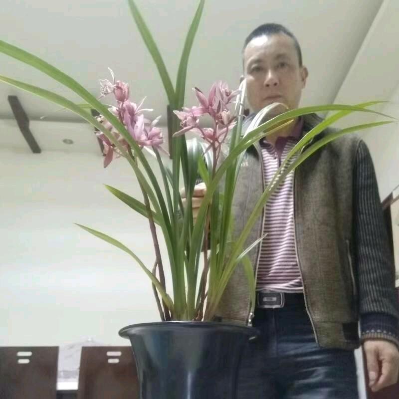 yangZα1Jun