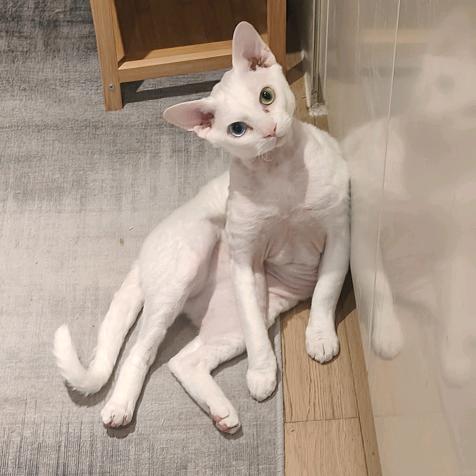 张狗蛋