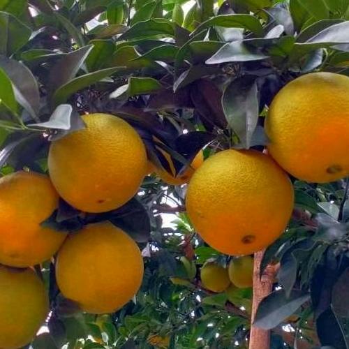 手抓饼拌饭—赣南脐橙